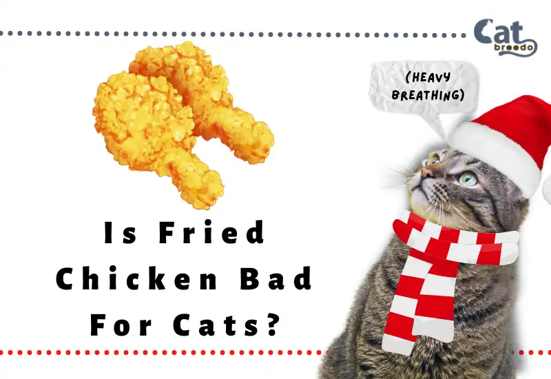 Is Fried Chicken Bad For Cats