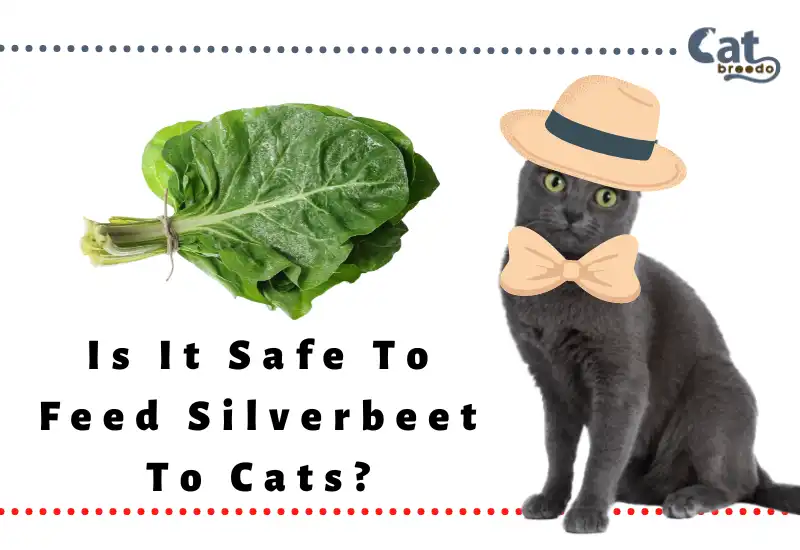Is It Safe To Eat Silverbeet To Cats
