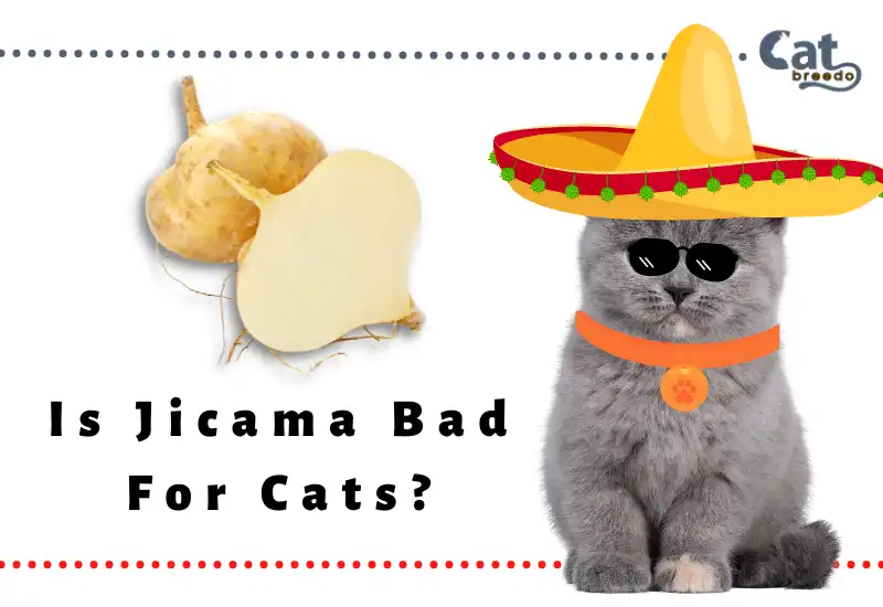 Is Jicama Bad For Cats
