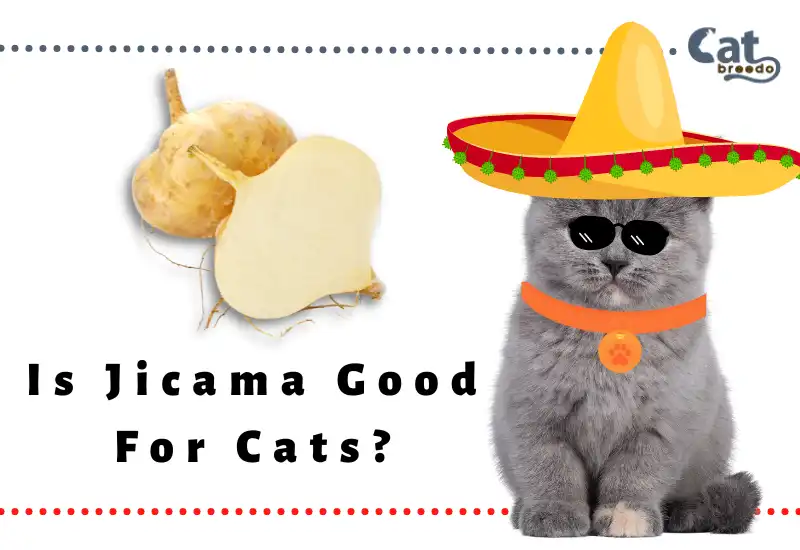 Is Jicama Good For Cats