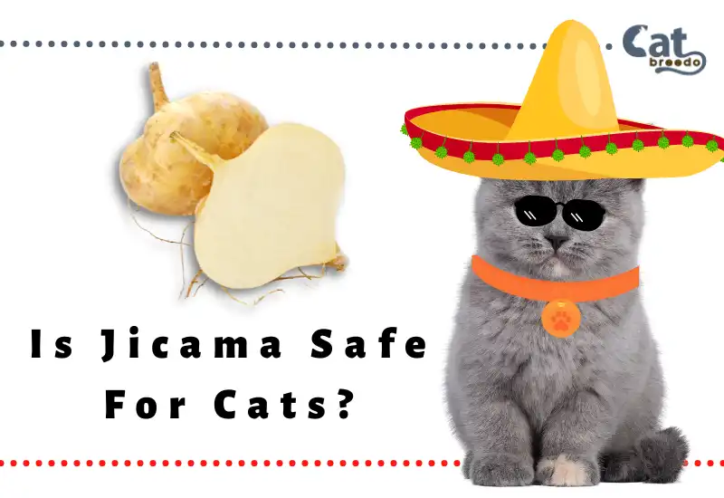 Is Jicama Safe For Cats