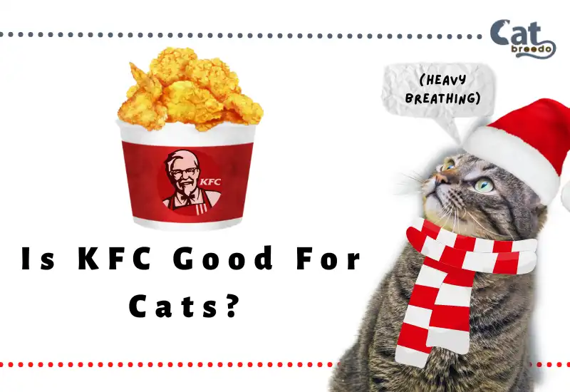 Is KFC Good For Cats