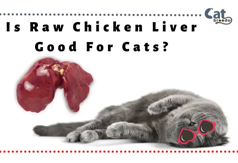 Is Raw Chicken Liver Good For Cats