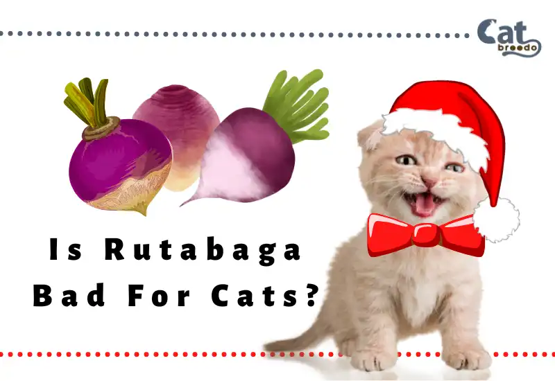 Is Rutabaga Bad For Cats