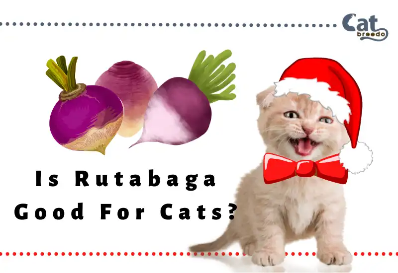 Is Rutabaga Good For Cats