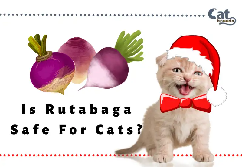 Is Rutabaga Safe For Cats