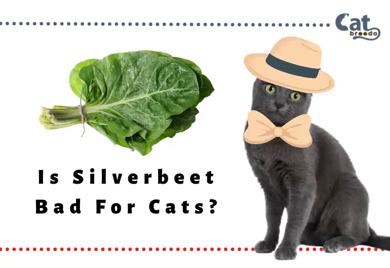 Is Silverbeet Bad For Cats