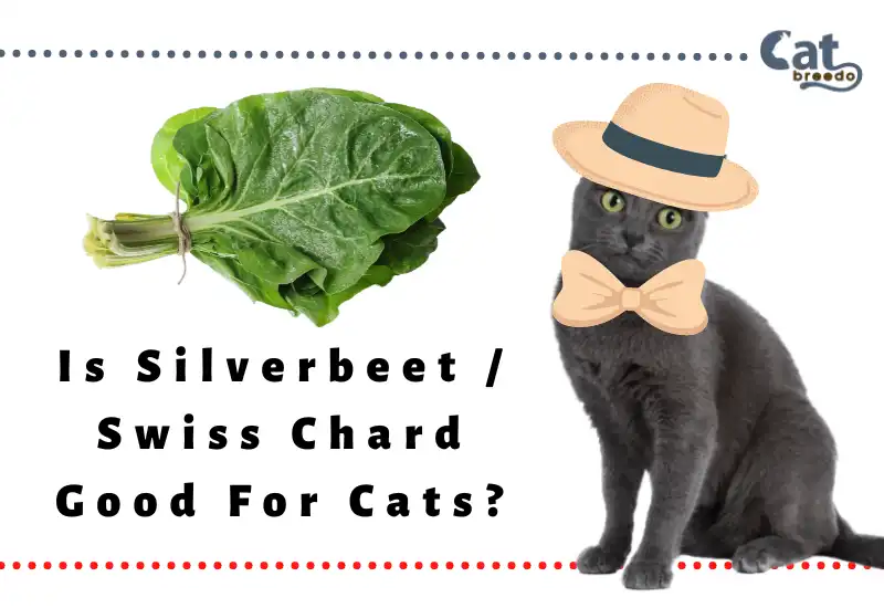 Is Silverbeet Chard Good For Cats