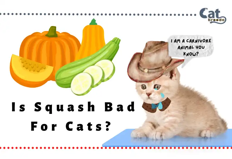Is Squash Bad For Cats