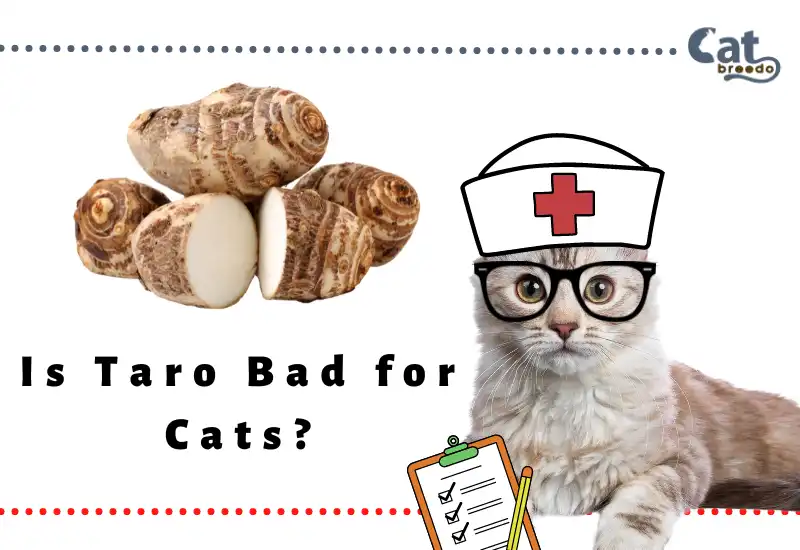 Is Taro Bad for Cats