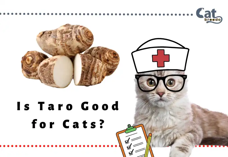 Is Taro Good for Cats