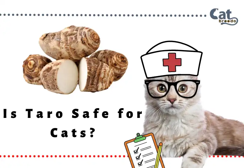 Is Taro Safe for Cats