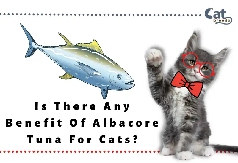 Benefit Of Albacore Tuna For Cats