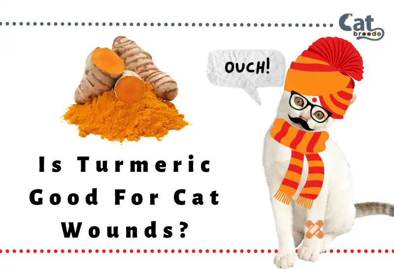 Is Turmeric Good For Cat Wounds