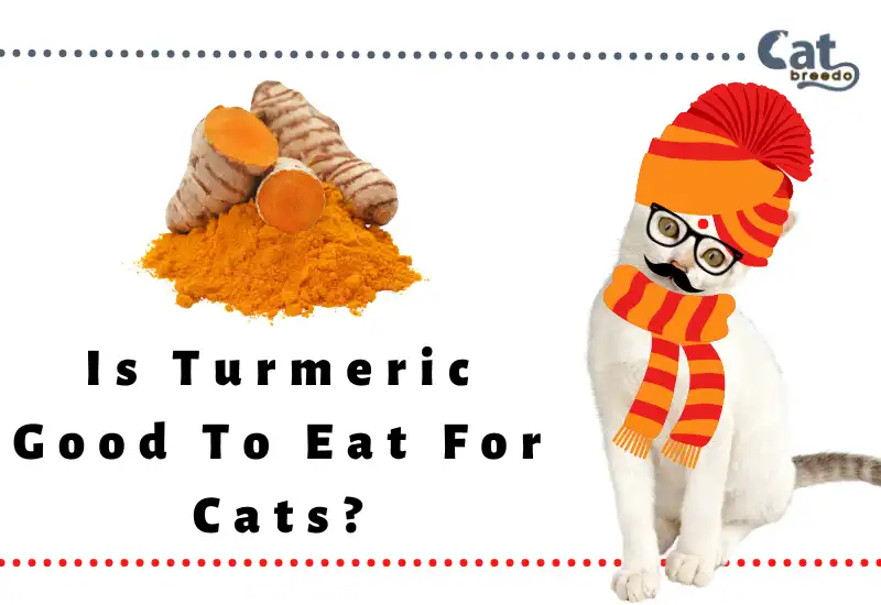 Is Turmeric Good To Eat For Cats