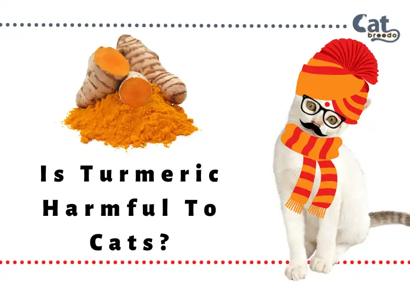 Is Turmeric Harmful To Cats