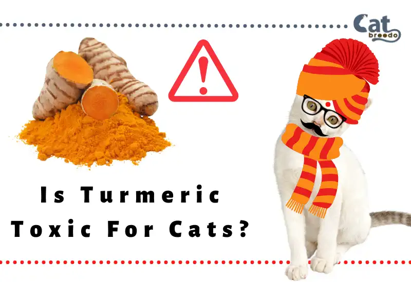 Is Turmeric Toxic For Cats