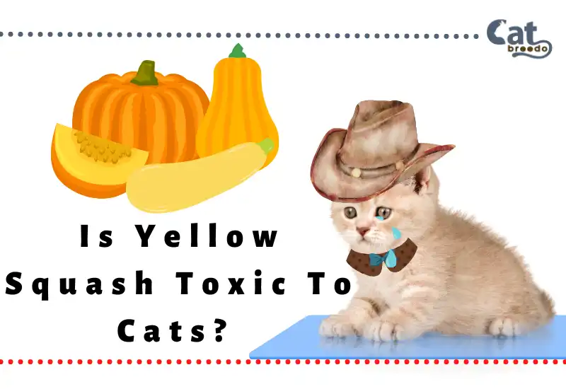 Is Yellow Squash Toxic To Cats