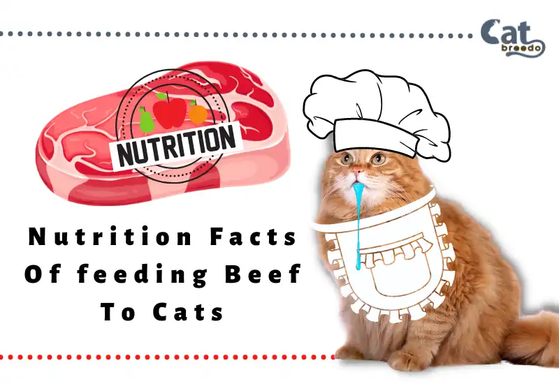 Nutrition Facts Of Eating Beef To Cats