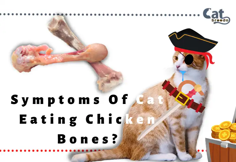 Symptoms Of Cat Eating Chicken Bones