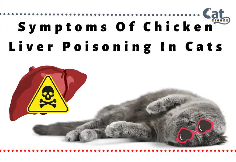 Symptoms Of Chicken Liver Poisoning In Cats