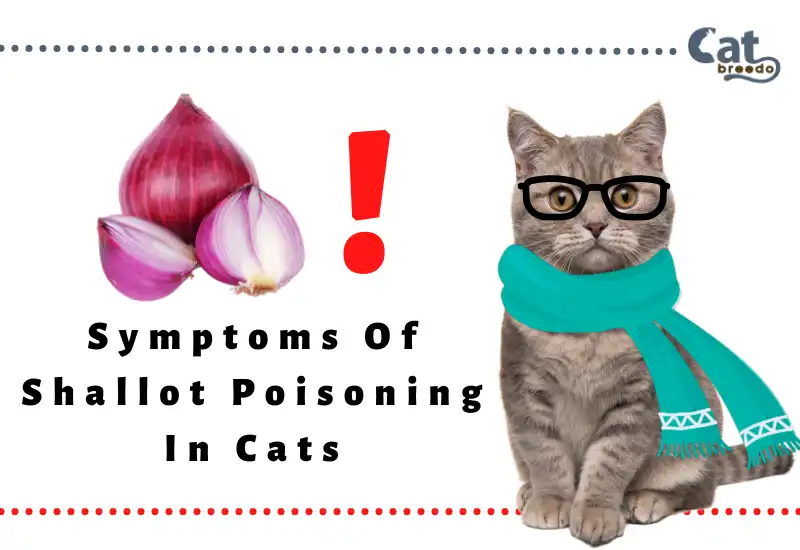 Symptoms Of Shallot Poisoning In Cats