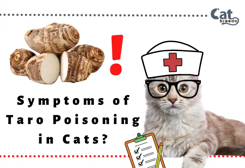 Symptoms of Taro Poisoning in Cats