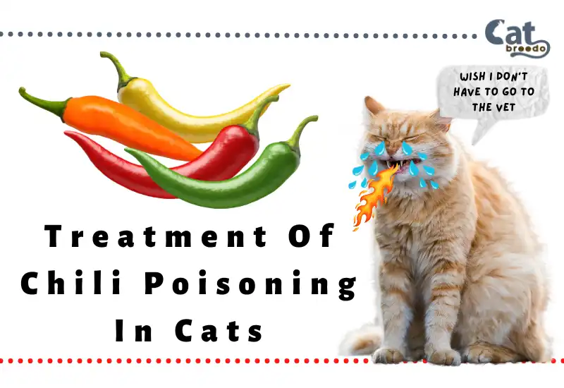 Treatment Of Chili Poisoning In Cats
