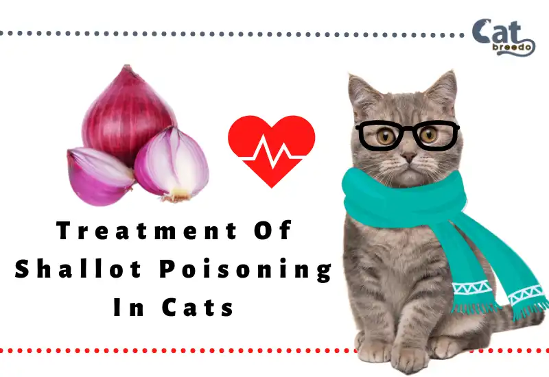 Treatment Of Shallot Poisoning In Cats