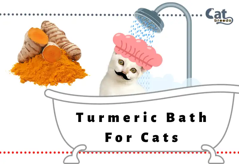 Turmeric Bath For Cats