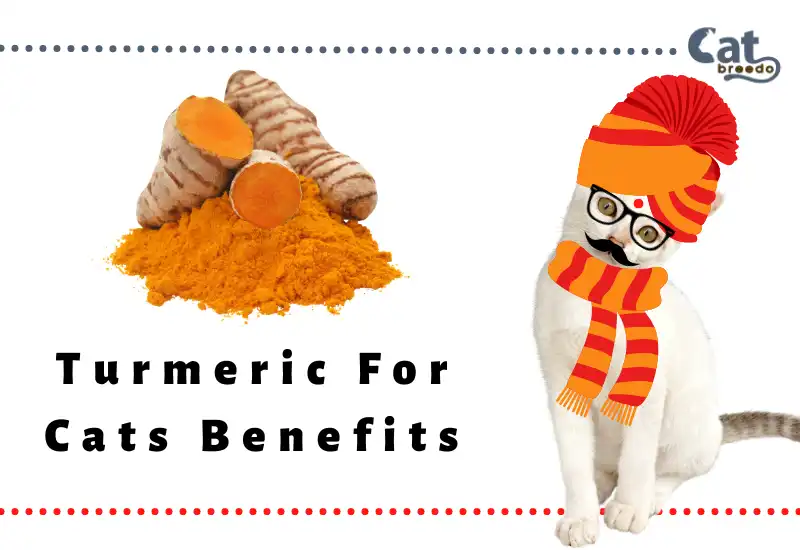 Turmeric For Cats Benefits