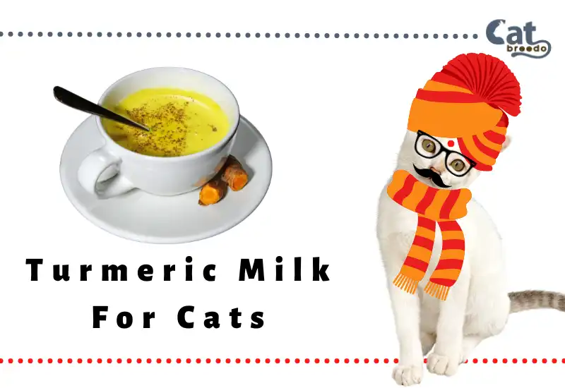 Turmeric Milk For Cats