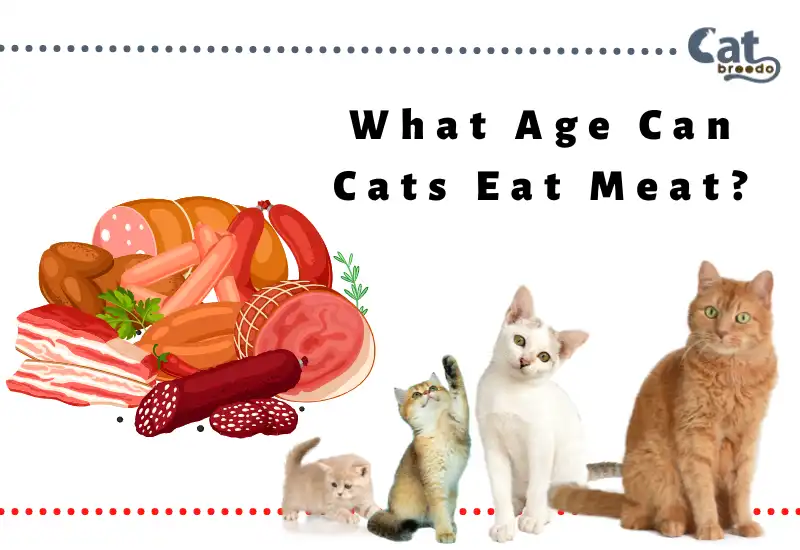 What Age Can Cats Eat Meat
