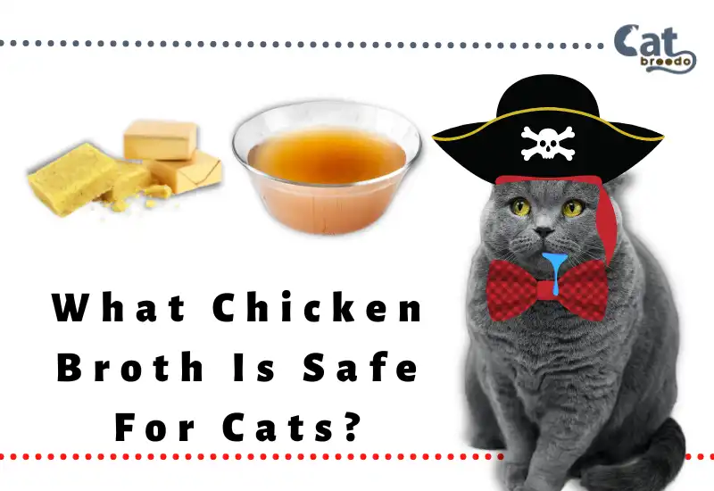 What Chicken Broth Is Safe For Cats