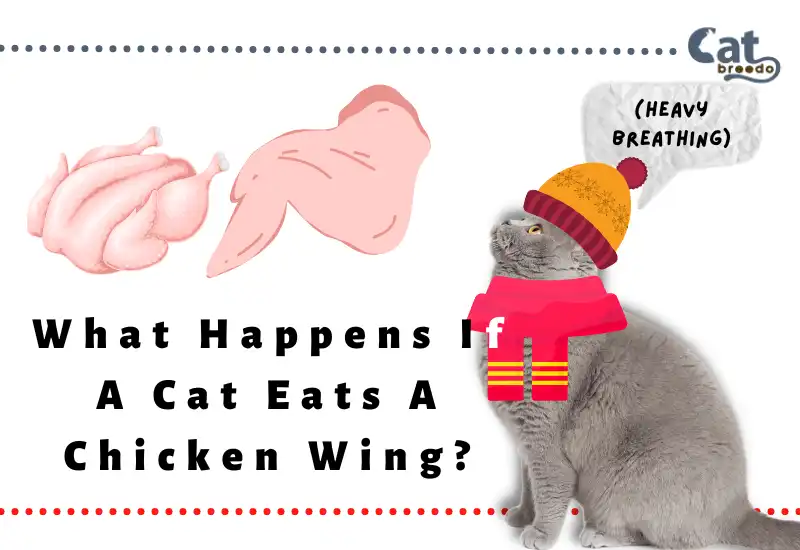 Cat Eats A Chicken Wing