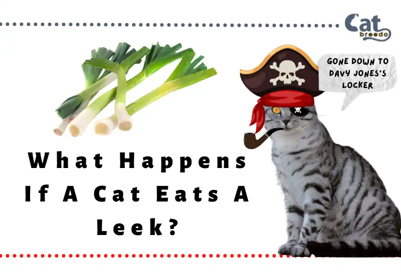 What Happens If A Cat Eats A Leek