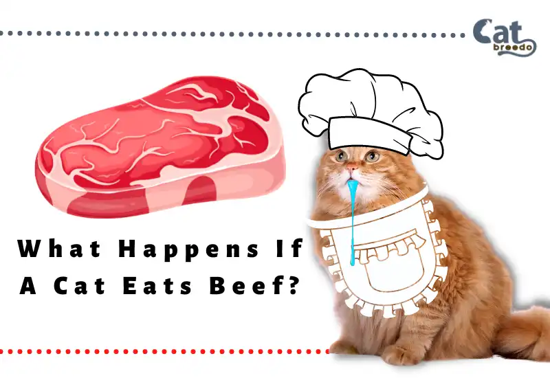 What Happens If A Cat Eats Beef