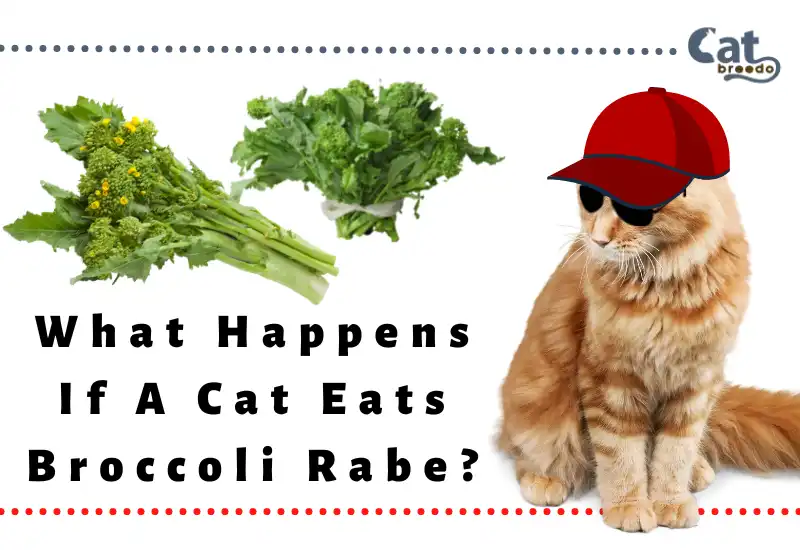 What Happens If A Cat Eats Broccoli Rabe
