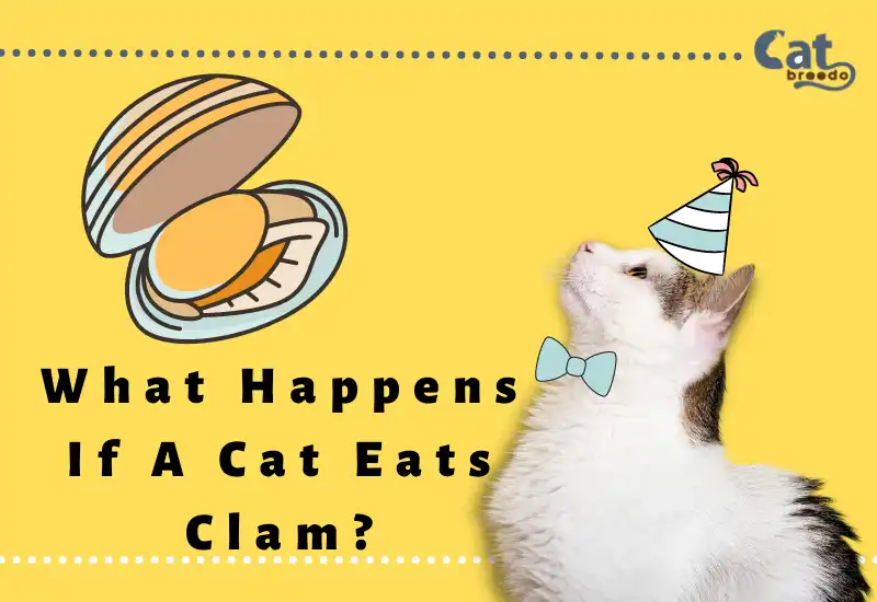 What Happens If A Cat Eats Clam