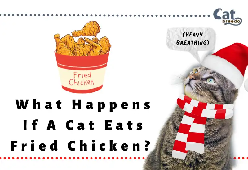 What Happens If A Cat Eats Fried Chicken
