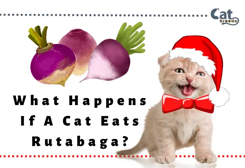 What Happens If A Cat Eats Rutabaga