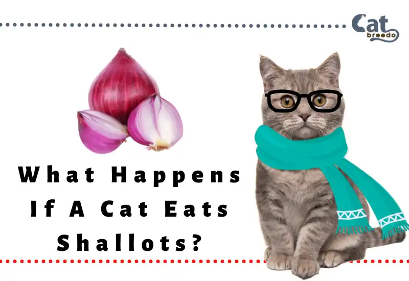 What Happens If A Cat Eats Shallots
