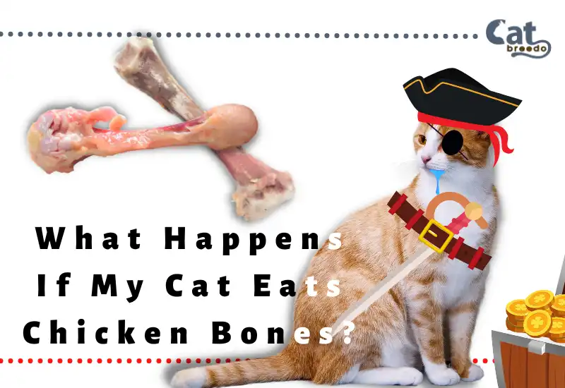 What Happens If My Cat Eats Chicken Bones