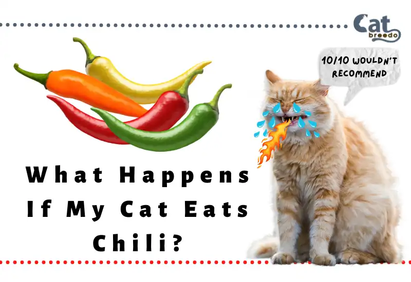 What Happens If My Cat Eats Chili
