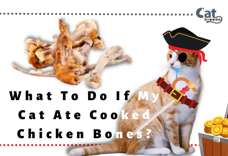 Cat Ate Cooked Chicken Bones