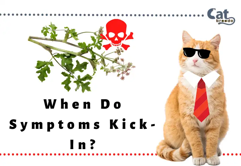 When Do Symptoms Kick-In