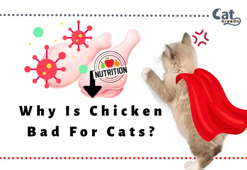Why Is Chicken Bad For Cats